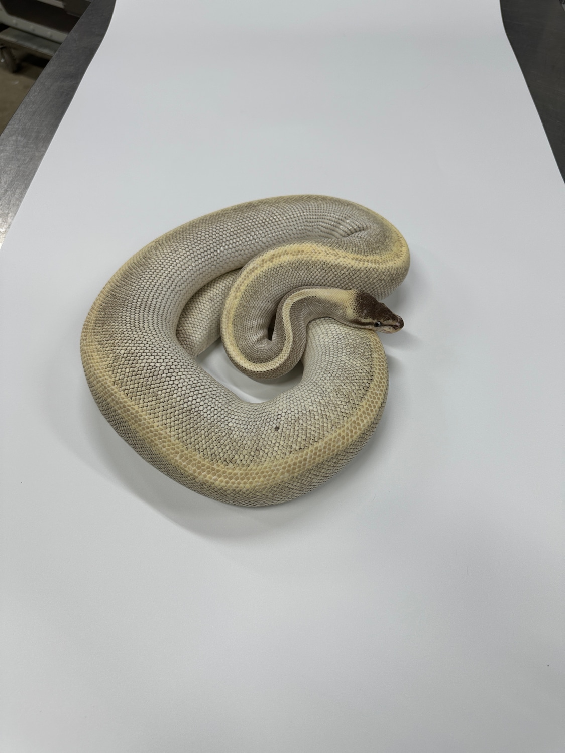 Mystic Potion Het Pied Ball Python by JSA Reptiles, LLC - MorphMarket
