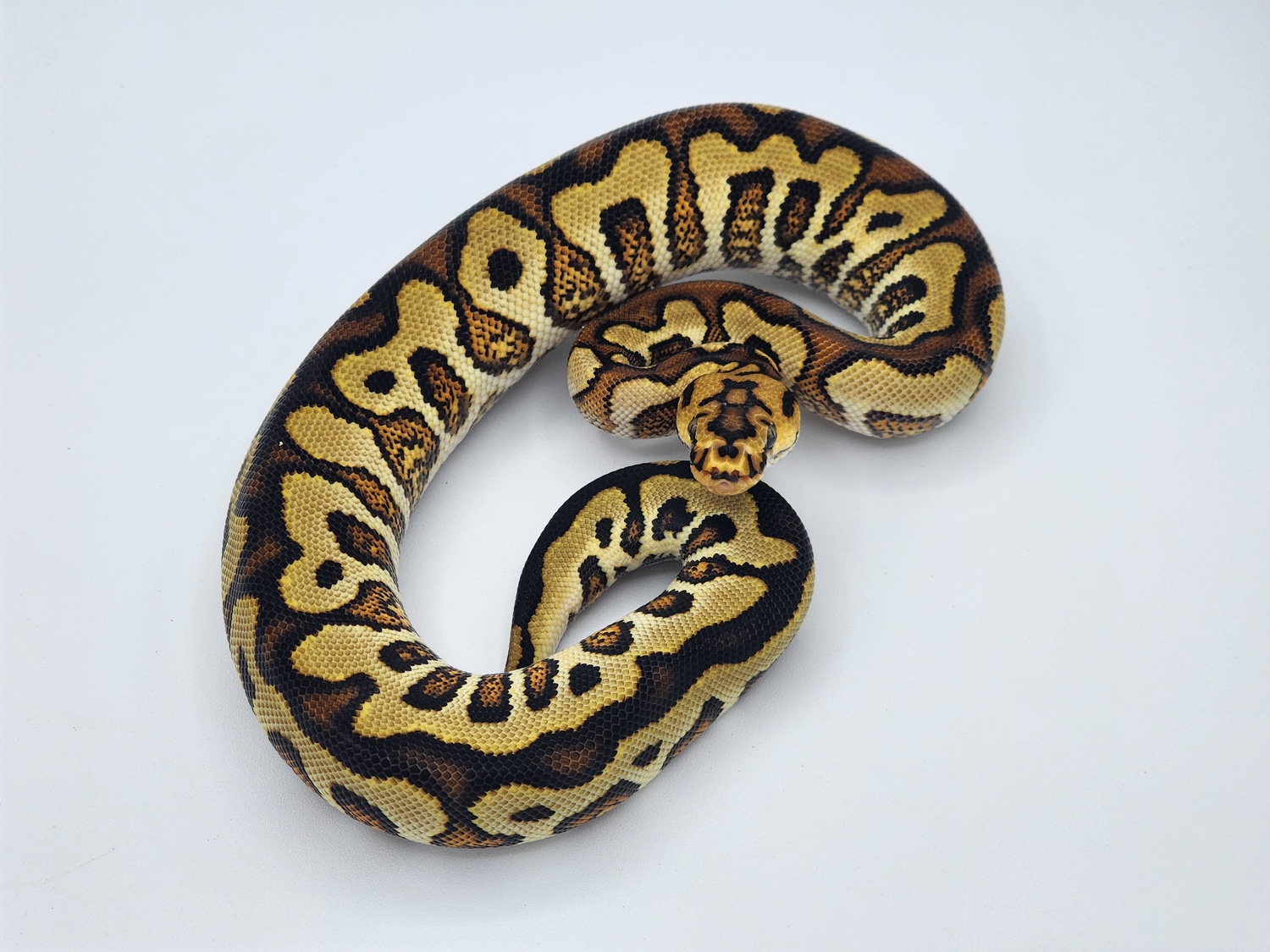Spotnose Yellowbelly Redstripe Clown Ball Python by JSA Reptiles, LLC ...