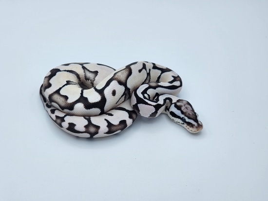 Enchi Super Pastel VPI Axanthic Desert Ghost Ball Python by JSA ...