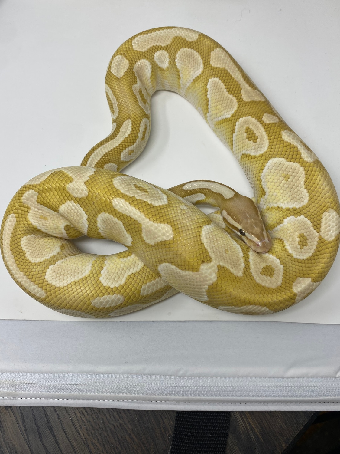 Banana Butter Ball Python by STL Morphs MorphMarket