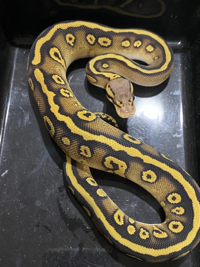 Pastel Mojave Dbl Het Hypo Clown Ball Python by STL Morphs