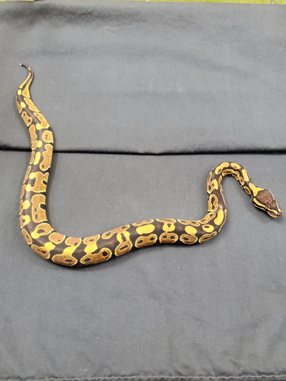 Normal Ball Python by J-Slithers-Morphs - MorphMarket