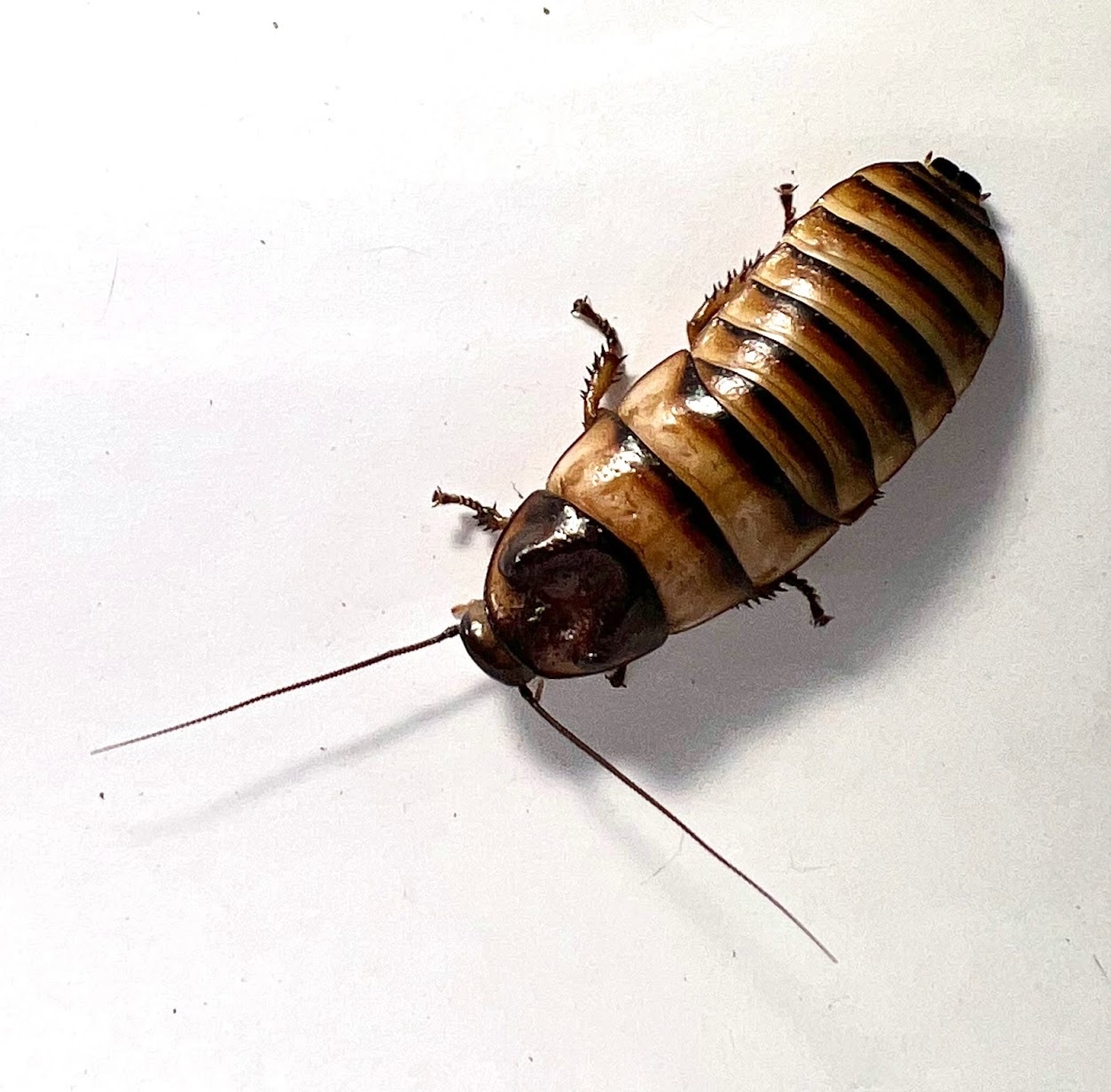 (5 Ct.) Adult Male Halloween Madagascar Hissing Cockroaches *FREE