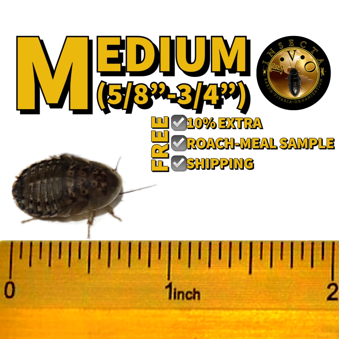 500 Ct. Live Dubia Cockroaches MEDIUM Size (1/2"3/4") *FREE