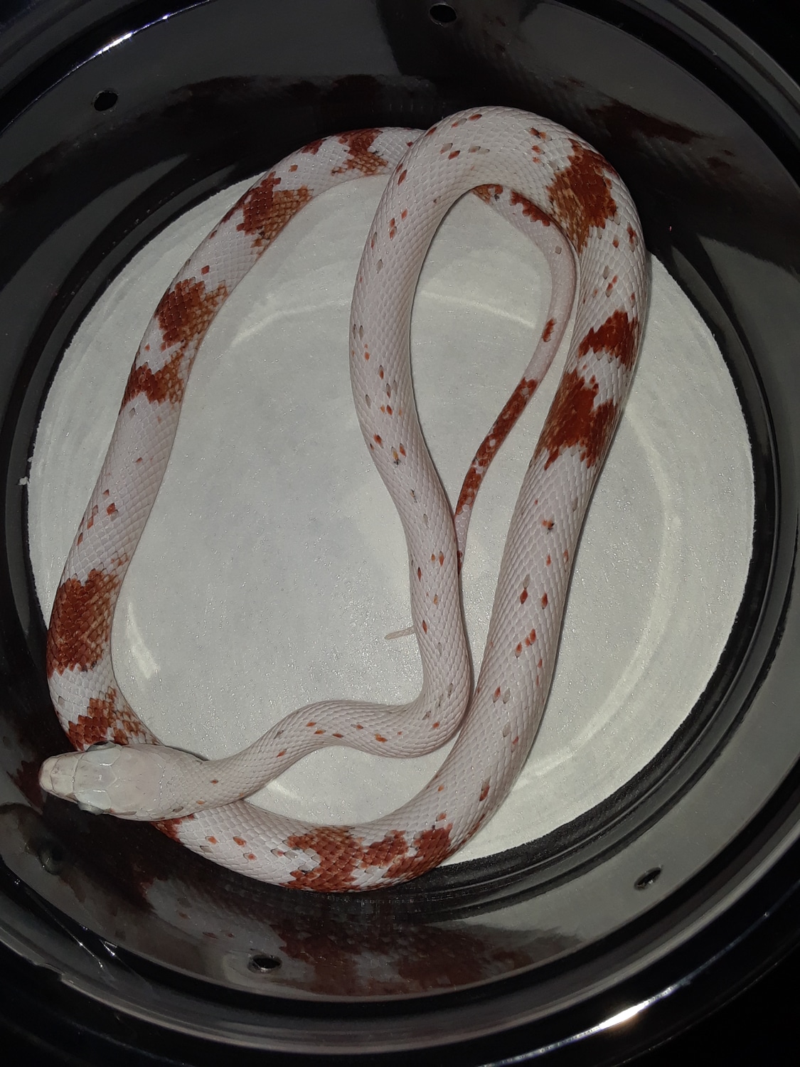 Palmetto Corn Snake by Jonathon Sell Reptiles MorphMarket