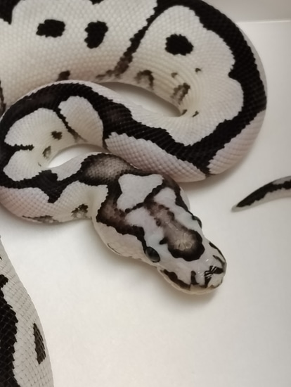 VPI Axanthic Desert Ghost Clown Ball Python by Jonathon Sell Reptiles