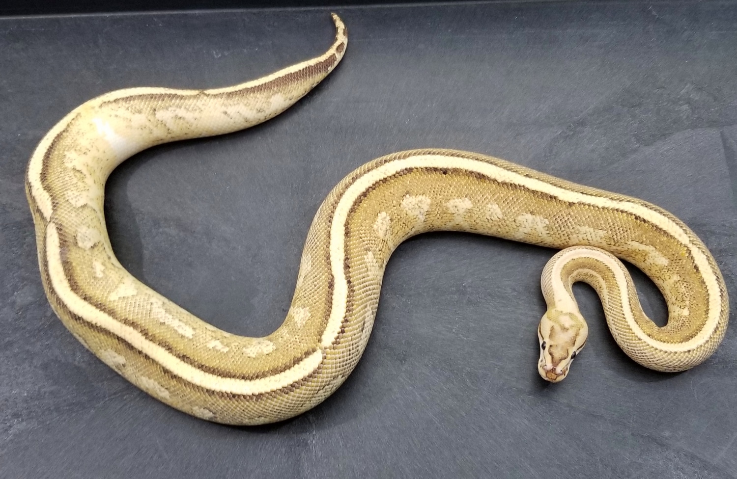 Vanilla Super Stripe Ball Python by Morgan Hill Morphs - MorphMarket