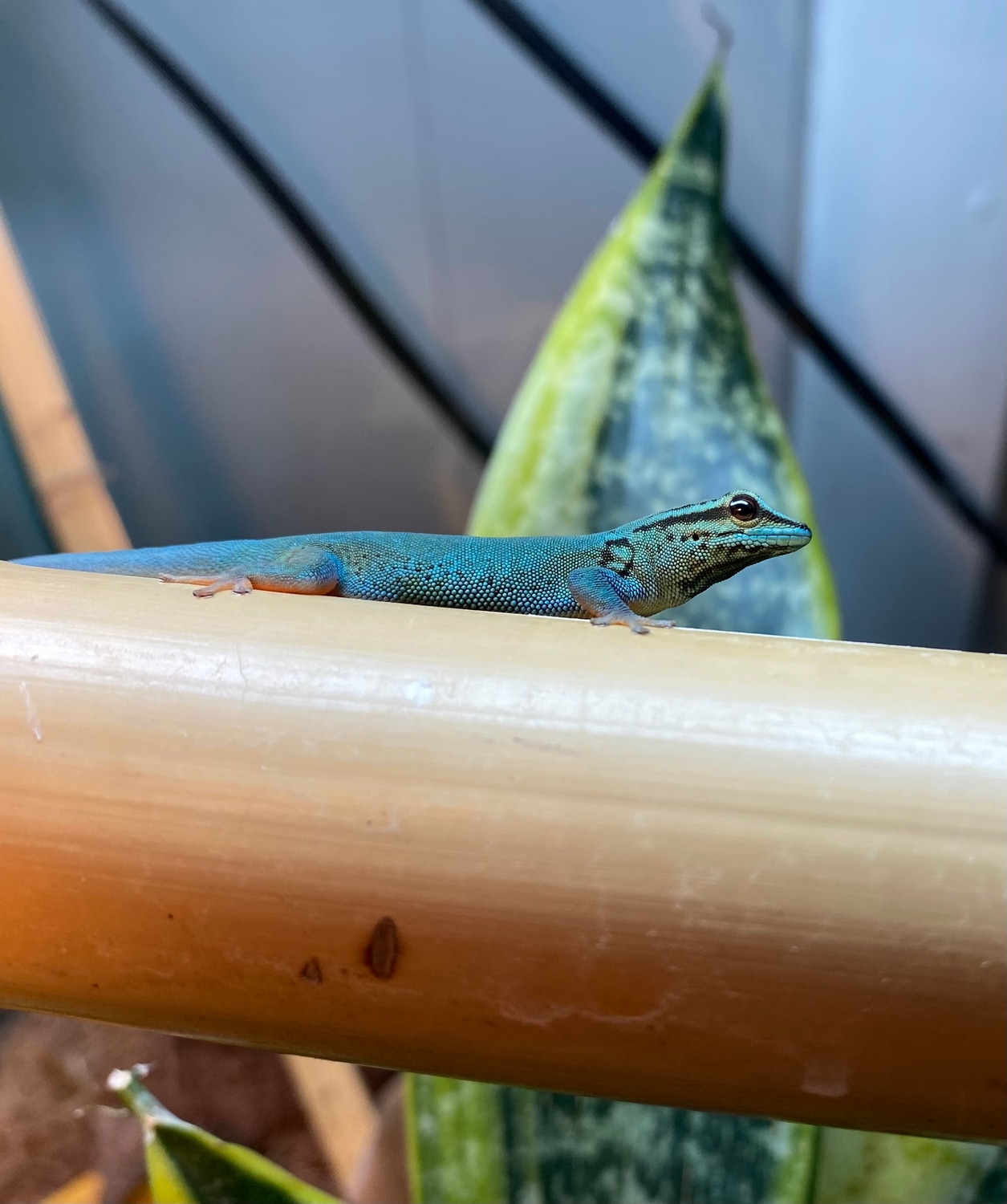 Electric Blue Day Gecko by Cane Run Reptiles MorphMarket