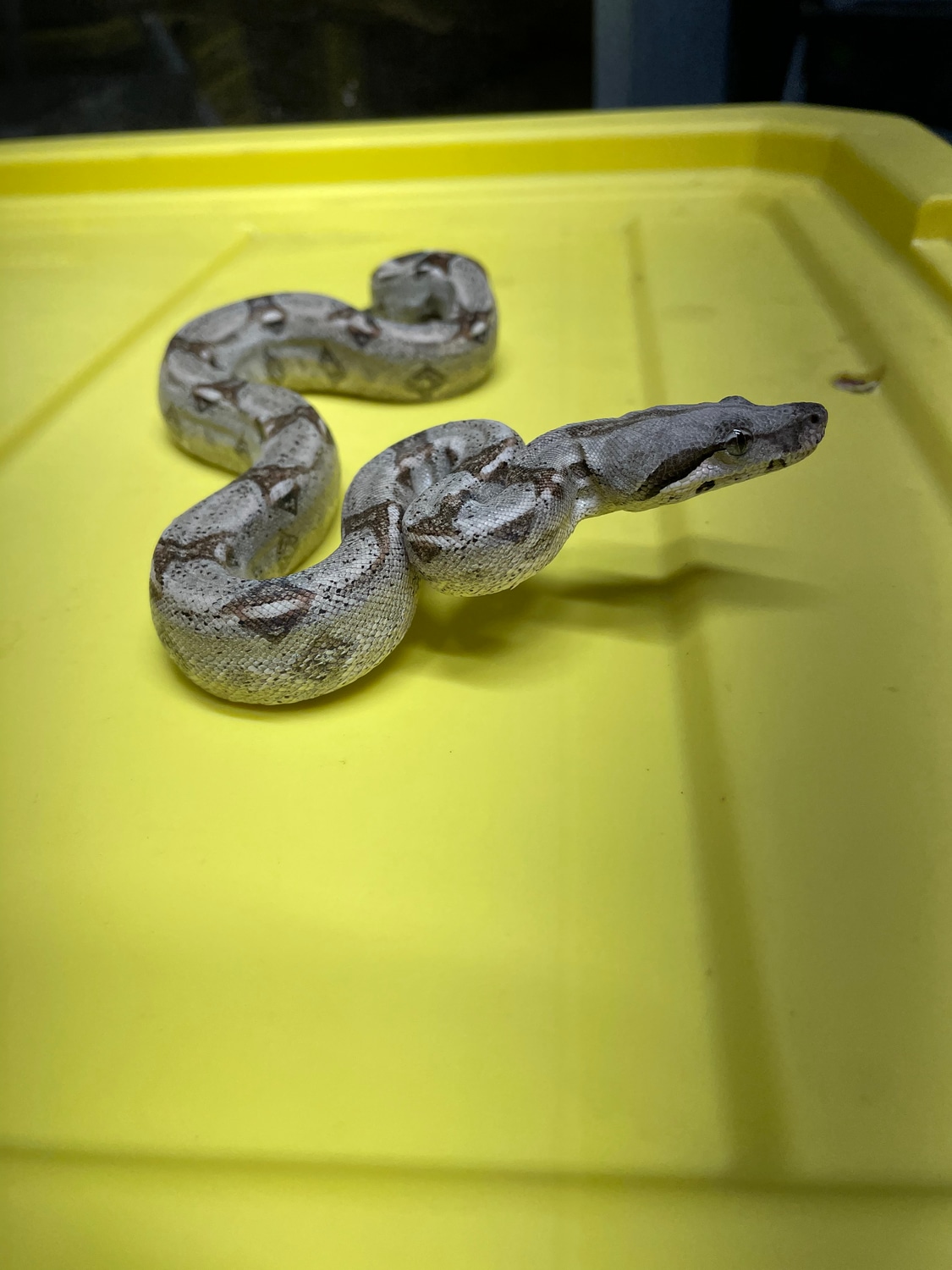 True Redtailed Boa Constrictor by Joseph Szczesniak MorphMarket