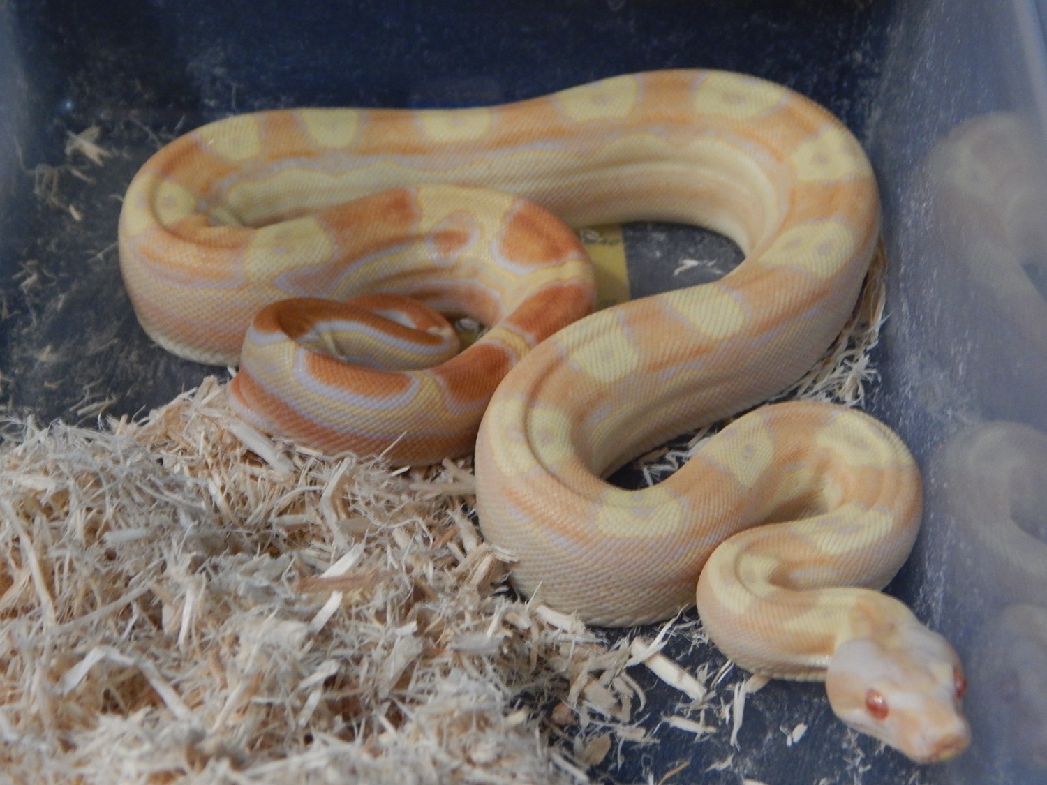 Sharp Albino Motley Boa Constrictor by Grant Family Exotics MorphMarket