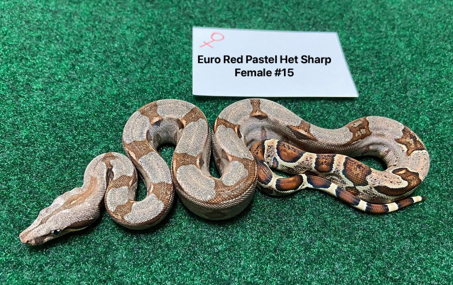 European Red Pastel Het Sharp Boa Constrictor by Grant Family Exotics