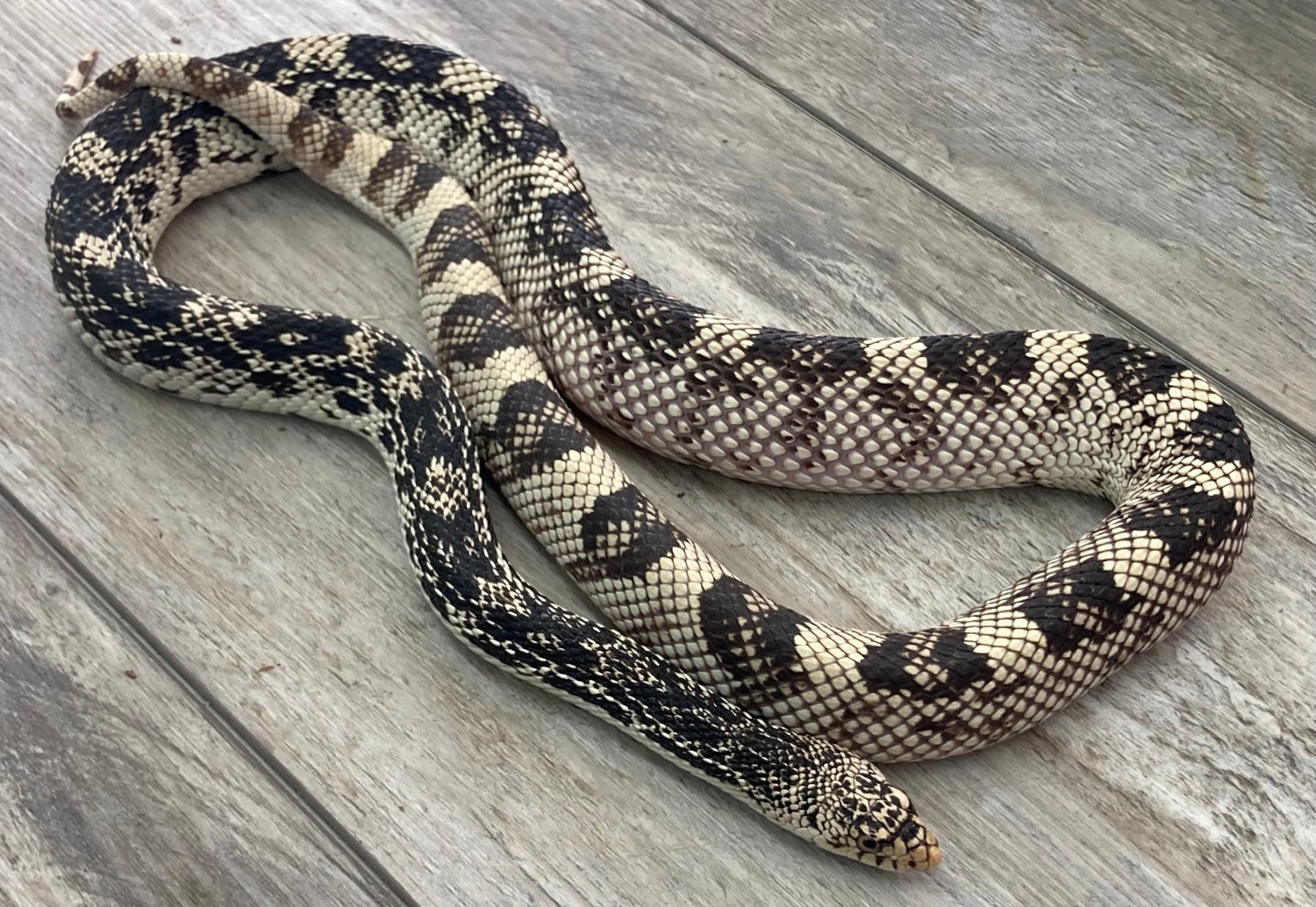 Northern Pine Snake by Grant Family Exotics MorphMarket