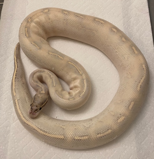 Highway Ball Python by BlackIvory Ball Pythons