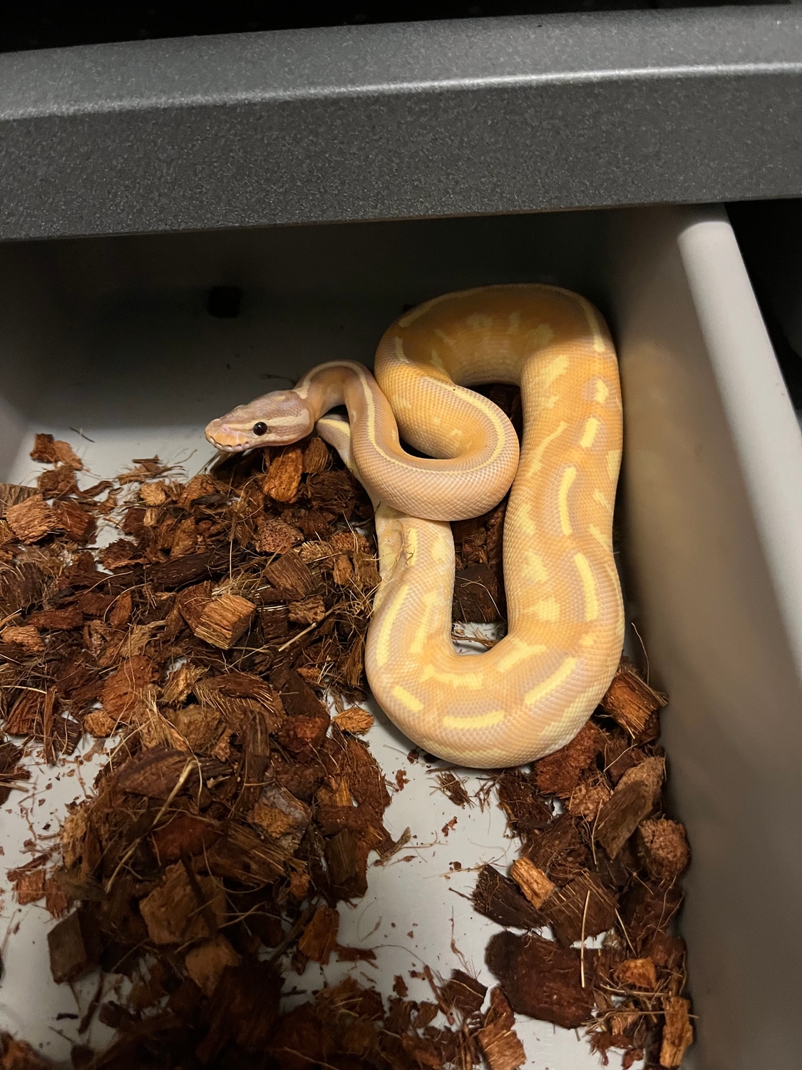 Banana Yellow Belly Asphalt Ball Python by JT Morphs MorphMarket