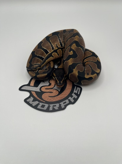 Normal Ball Python by JT Morphs