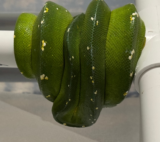 Cyclops Green Tree Python by Tosetti Pythons & Boas