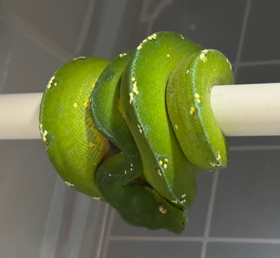 Cyclops Female Green Tree Python by Tosetti Pythons & Boas