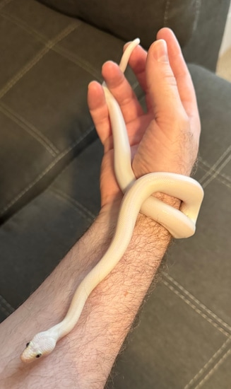 Blue Eyed Leucistic Colombian Colombian Rainbow Boa by Tosetti Pythons ...