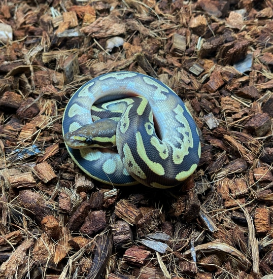 mojave dbl het dreamsicle ball python by fire ball... Mojave Fire/Vanilla DH Dreamsicle Ball Python by Brass Man Reptiles