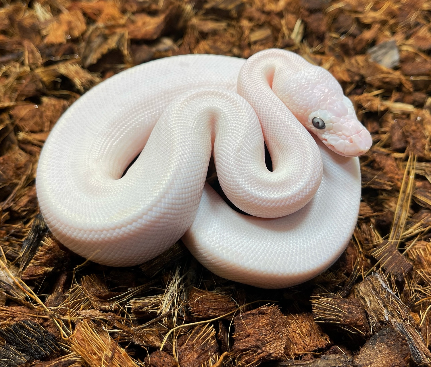 Lesser Bamboo BEL Ball Python by Brass Man Reptiles - MorphMarket