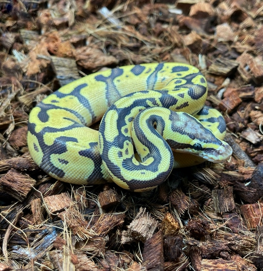 Pastel Enchi Lucifer Ball Python by Brass Man Reptiles