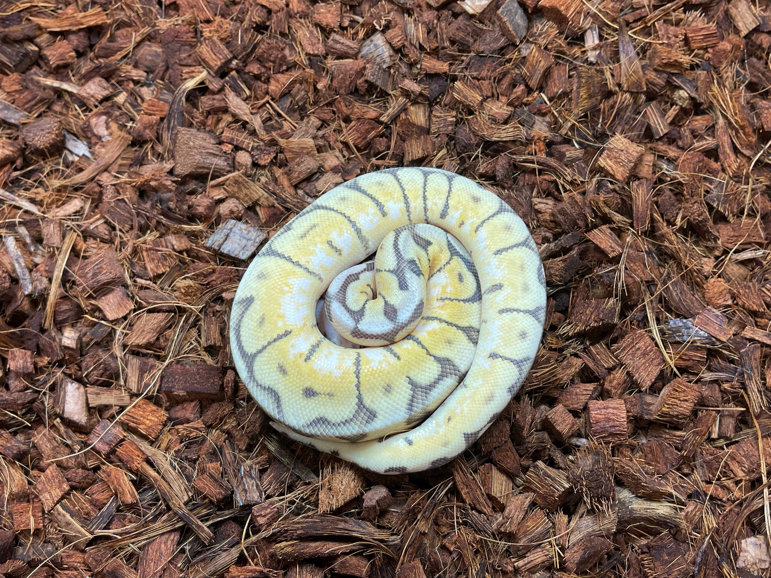 Killer Bee 66% Pos Het VPI Axanthic Clown Pied Ball Python by Brass Man ...