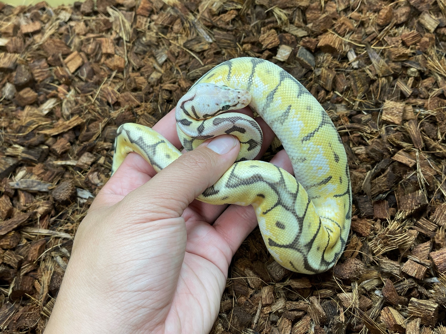 Killer Bee 66% Pos Het VPI Axanthic Clown Pied Ball Python by Brass Man ...