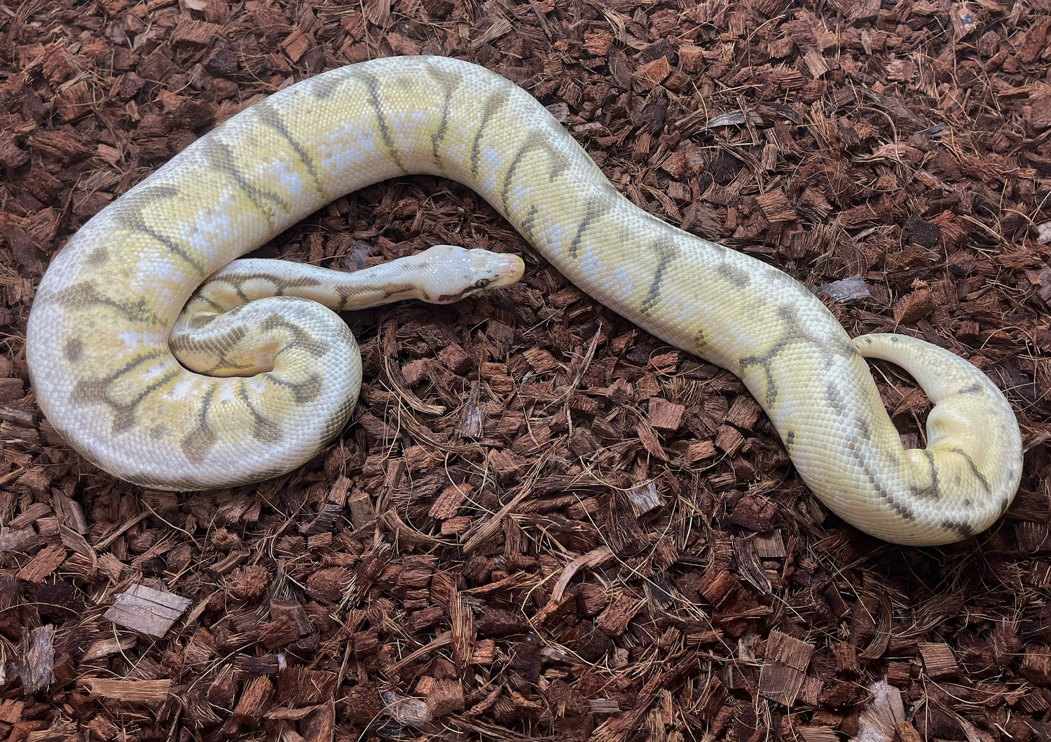 Killer Bee Enchi YB Ball Python by Brass Man Reptiles - MorphMarket