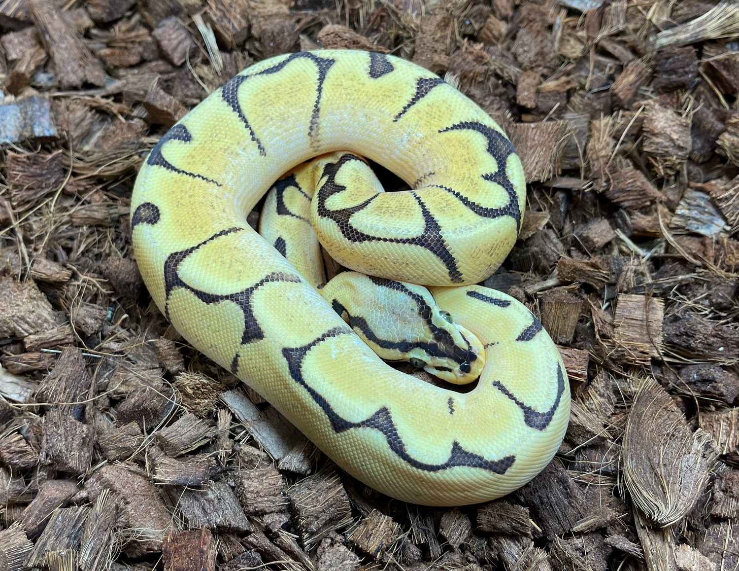 Spider Enchi Bald Ball Python by Brass Man Reptiles - MorphMarket