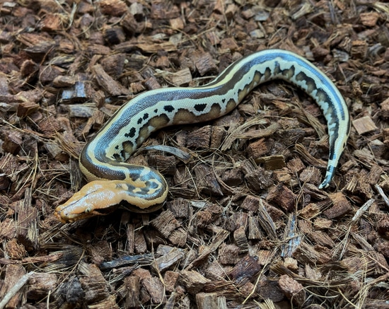 Super Stripe Pos Het Ocelot Borneo Short-Tailed Python by Brass Man ...