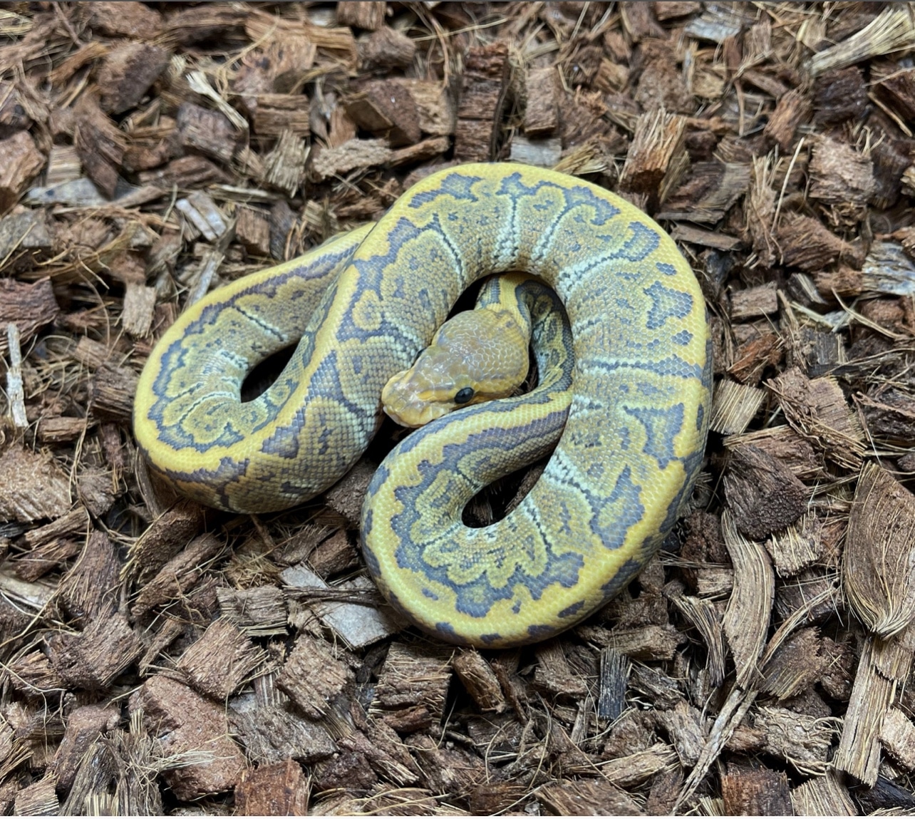 Hypo Chocolate Pin Ball Python by Brass Man Reptiles MorphMarket
