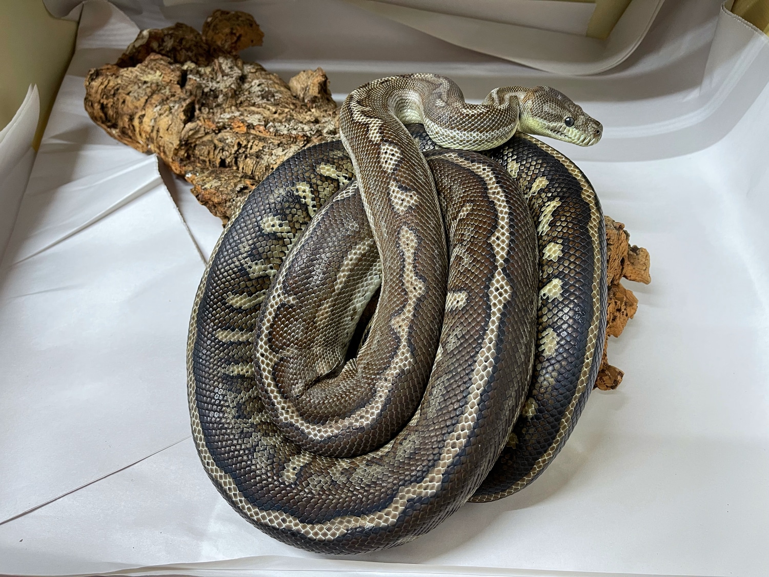 Proven Trio G Stripe Bredli Centralian Carpet Python by Brass Man ...
