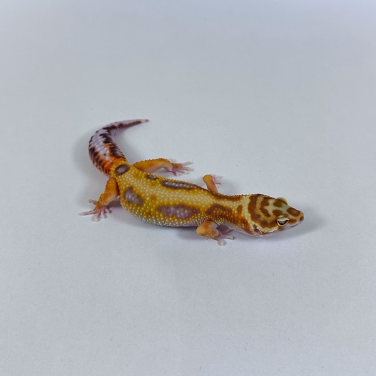 TSF Tang Bold Tremper Leopard Gecko by Brass Man Reptiles