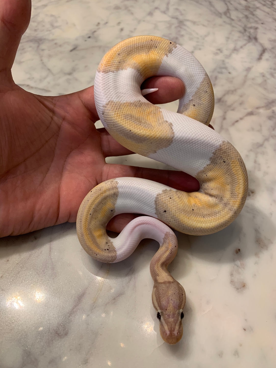 Friendly Pied Banana Ball Python by Phantastic Reptiles - MorphMarket