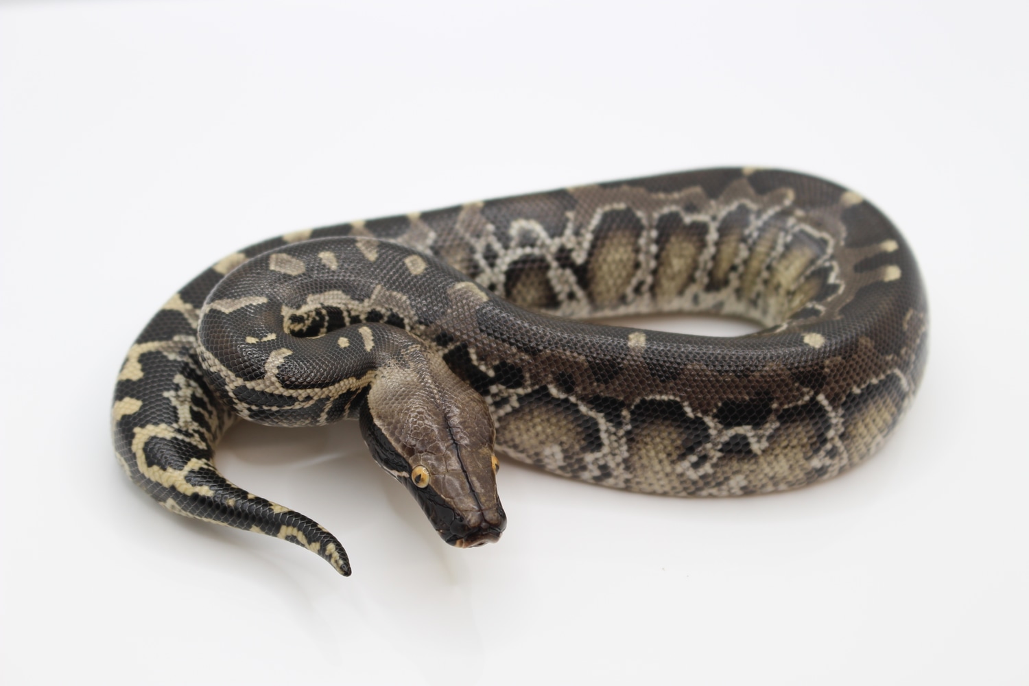 Sumatran Short-tailed Python by Juggernaut Reptiles - MorphMarket
