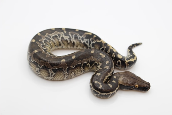 Sumatran Short Tail Python Sumatran Short-Tailed Python by Juggernaut ...