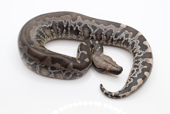 Dark Chrome Sumatran Short Tail Python! Sumatran Short-Tailed Python by ...