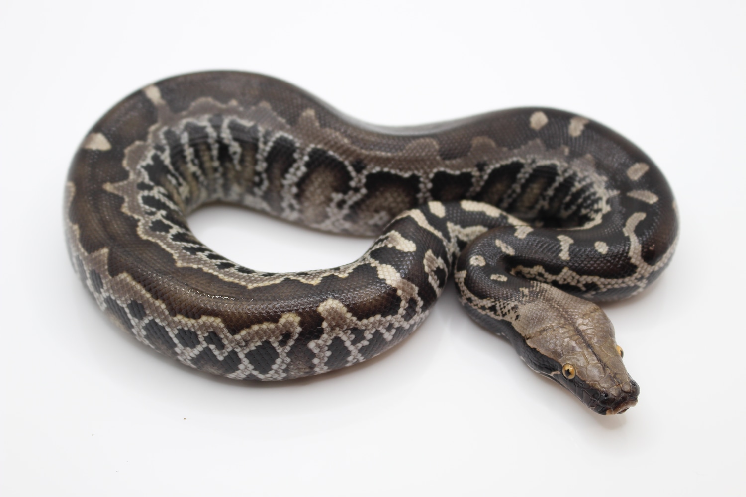 Dark Chrome ! Sumatran Short-tailed Python by Juggernaut Reptiles ...