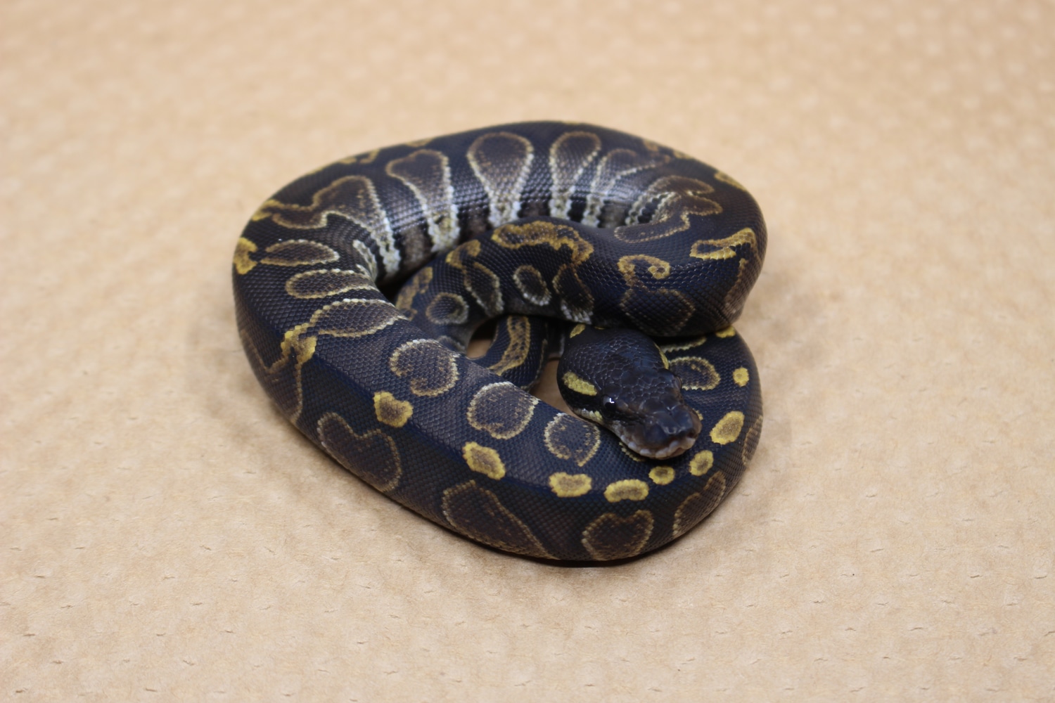 GHI Black Head 💯 Double Het VPI Axanthic/Clown! Ball Python by ...