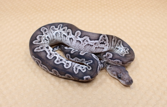 VPI Axanthic GHI Black Head Clown! Ball Python by Juggernaut Reptiles