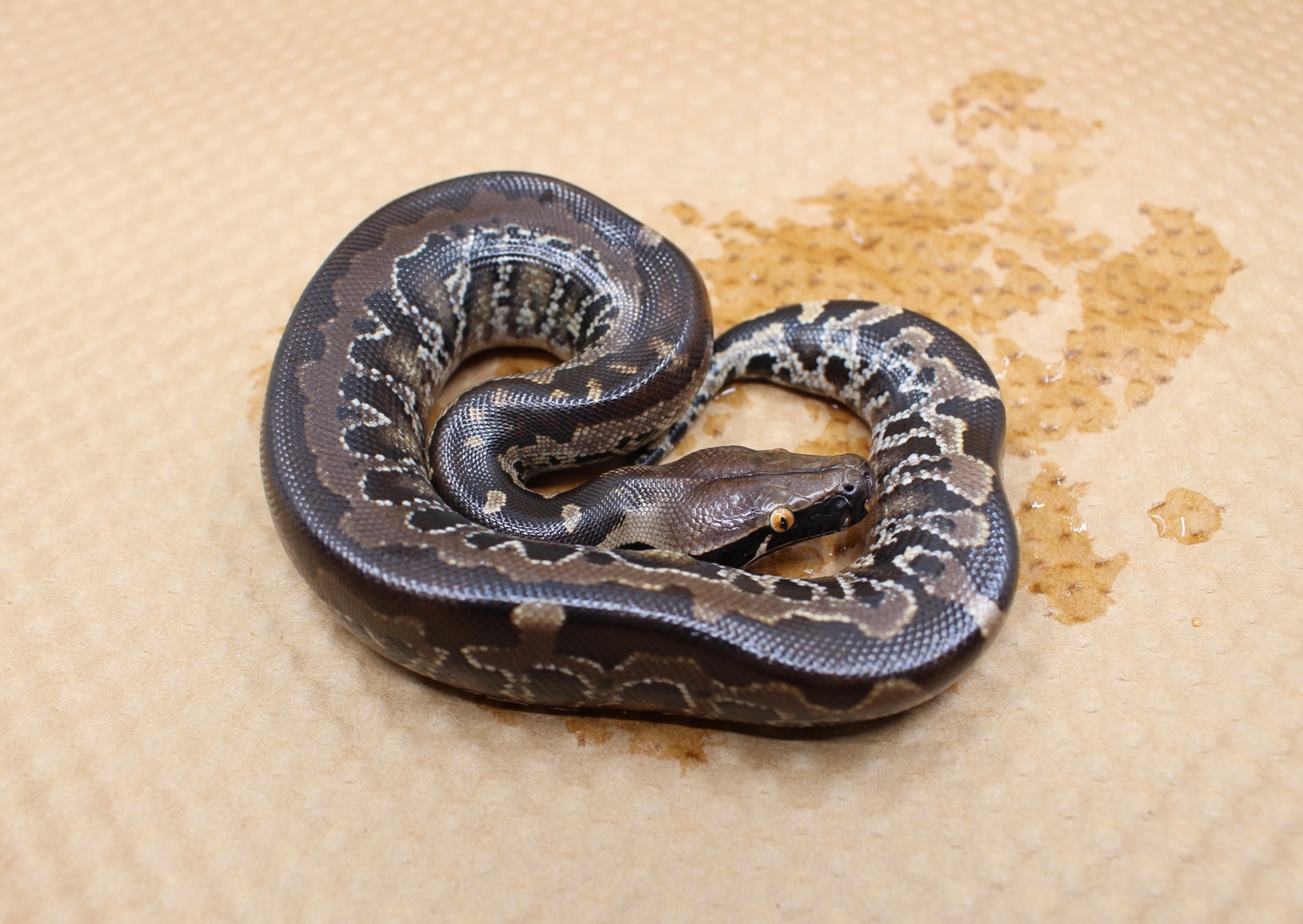 Dark ! Sumatran Short-Tailed Python by Juggernaut Reptiles - MorphMarket