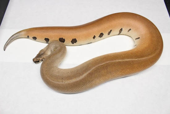 Magpie 💯 Het T- Albino! Blood Python by Juggernaut Reptiles