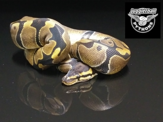 Krg Ball Python KRG Het Pied Ball Python by jugglerball PYTHONS