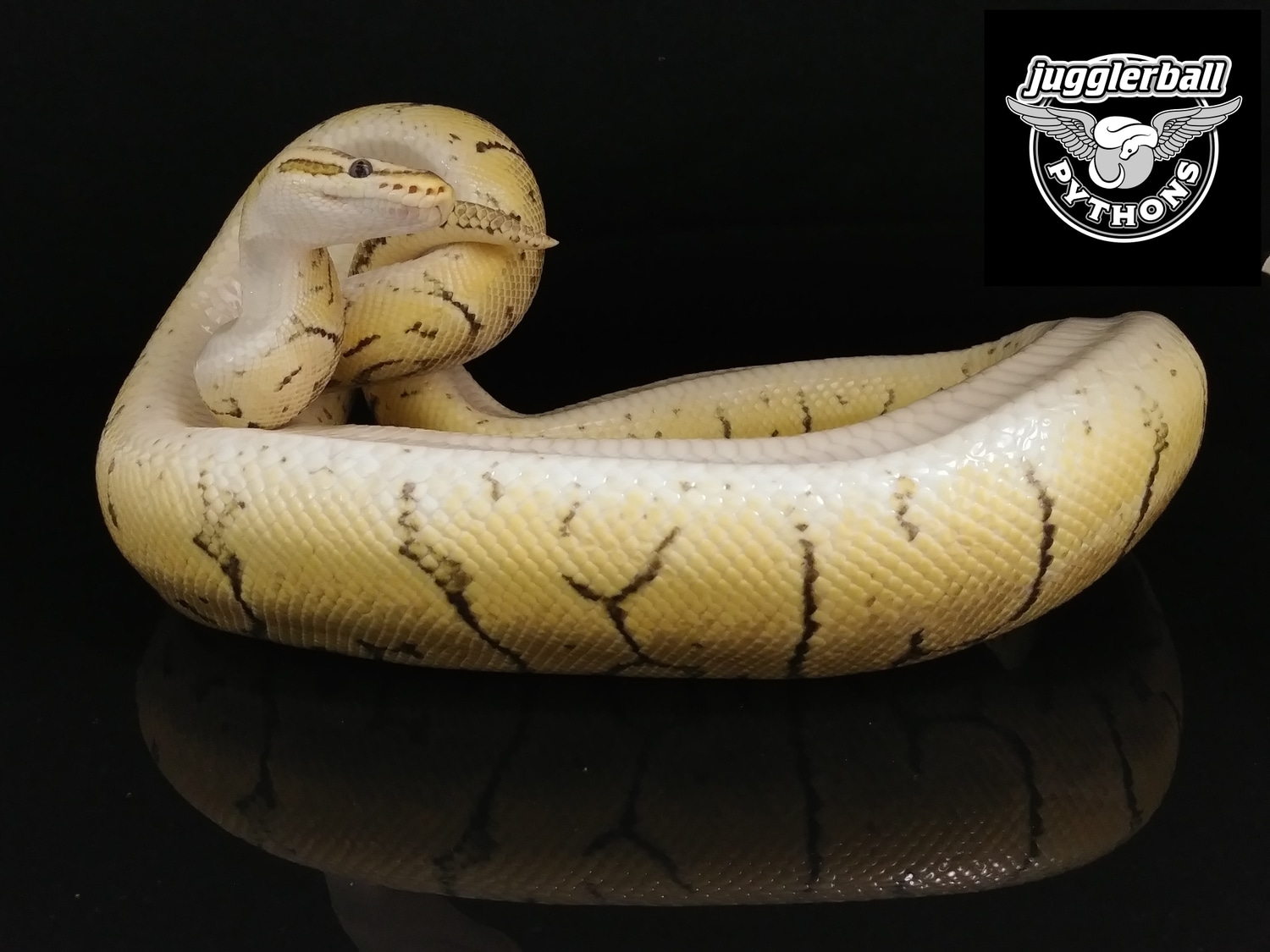 Killer Blast Ball Python by jugglerball PYTHONS - MorphMarket