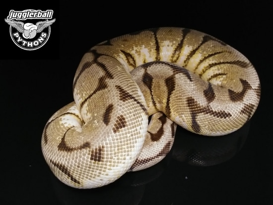 Mirage Yellowbelly Spider Pastel Ball Python by jugglerball PYTHONS