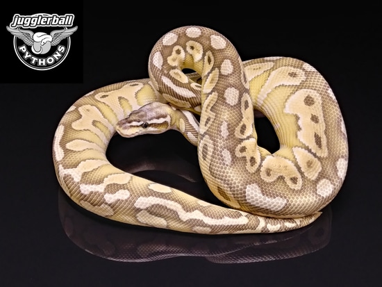 Mirage Yellowbelly Superpastel Lesser Het Clown Ball Python by ...