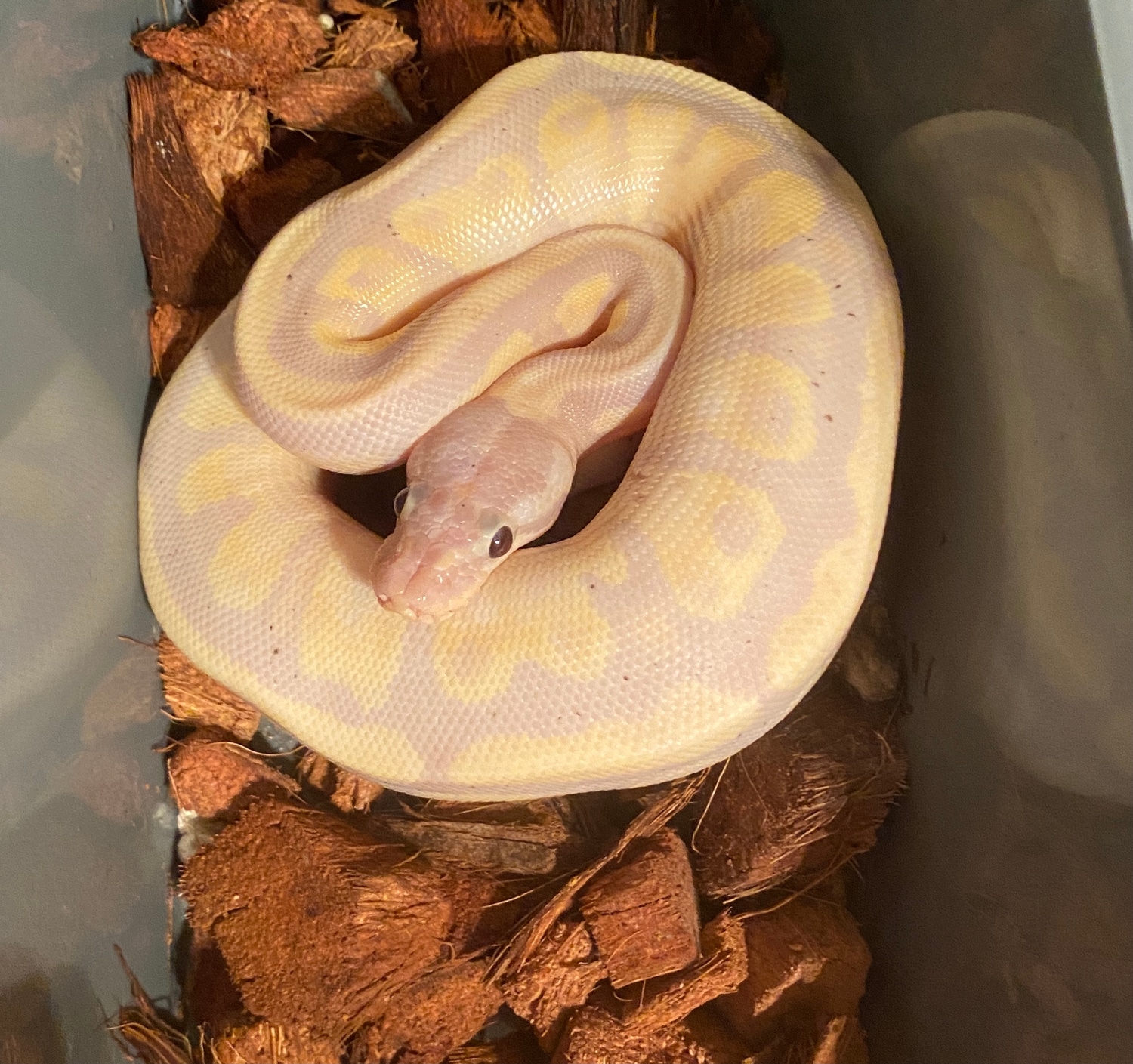 Banana Fire Yb/specter Pos Od Ball Python by BallzOutSnakeShack