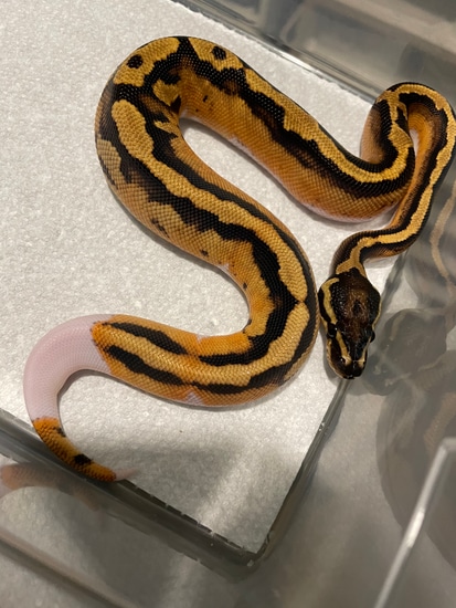 Genex Ball Python Orange Dream GeneX Pied Ball Python by J. Diaz Reptiles