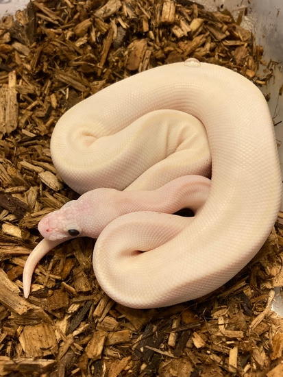 Bel Blue Eyed Lucy Ball Python by Red shed reptiles