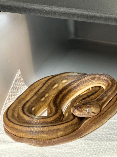 Super Tiger Sunfire Golden Child Reticulated Python by Red shed reptiles